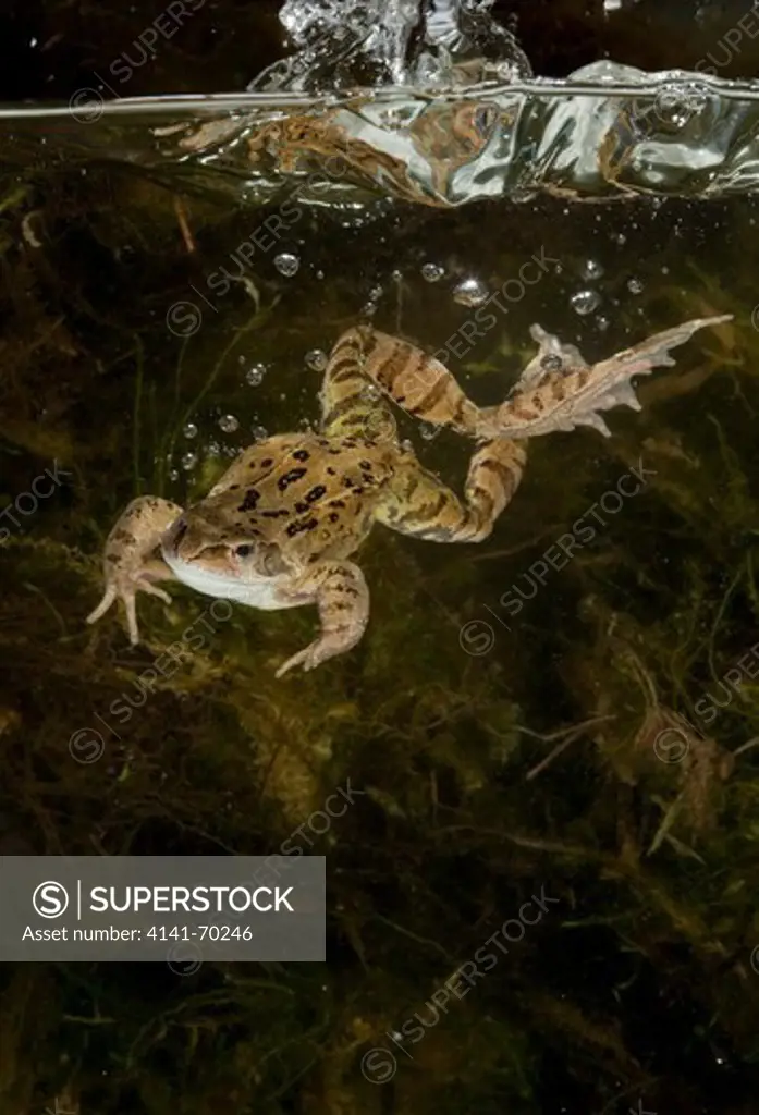 Common frog, rana temporia diving into water