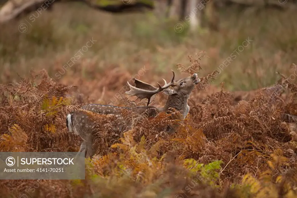 Fallow deer, Dama dama, stag bellowing in autumn