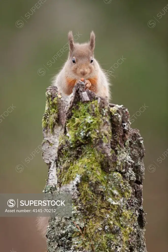 Red squirrel, Sciurus vulgaris on silver birch, Betula pendula  stump feeding