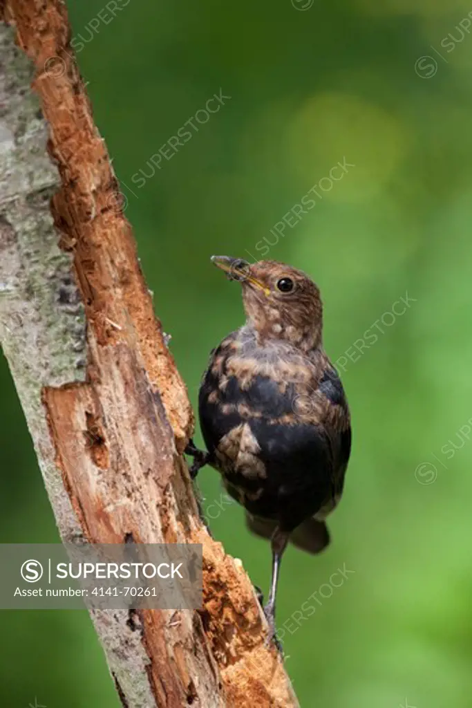 Blackbird, Turdus merula, moulting