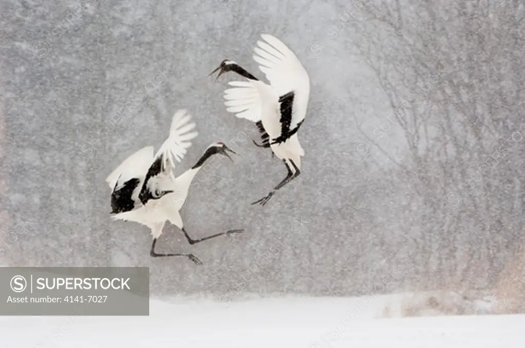 red-crowned or japanese cranes grus japonensis doing courtship dance during snowstorm japan