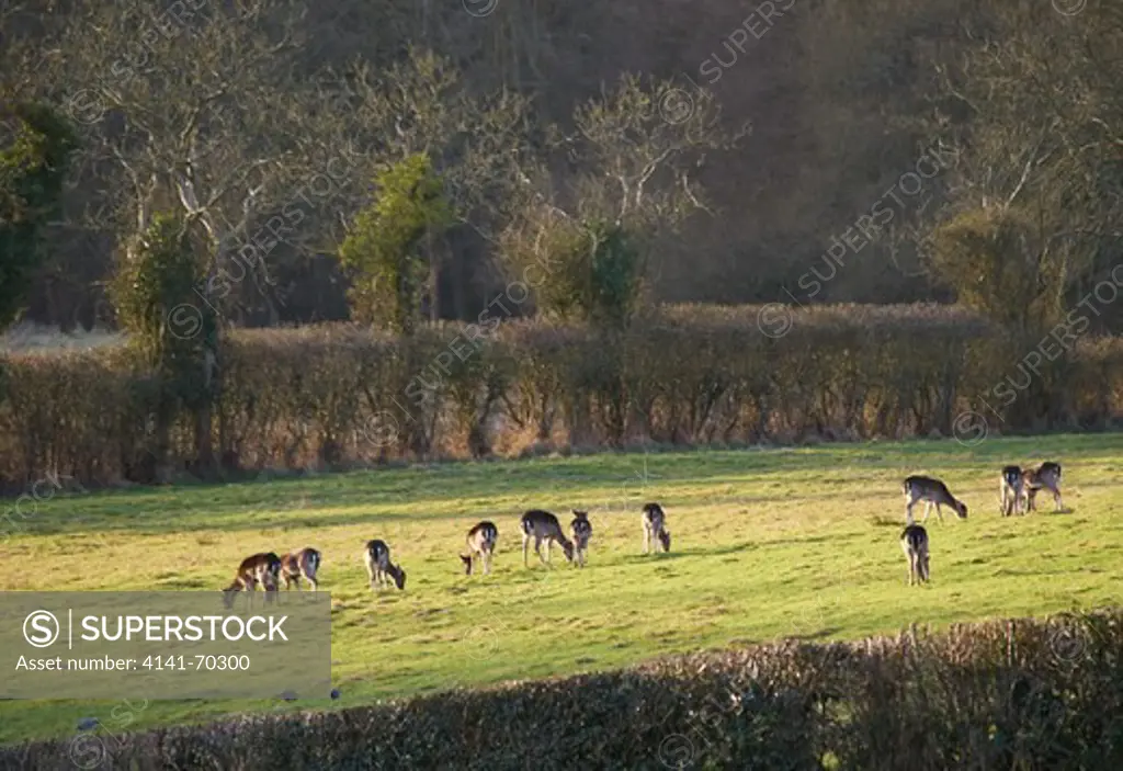 FALLOW DEER grazing at Holly Farm, Sussex