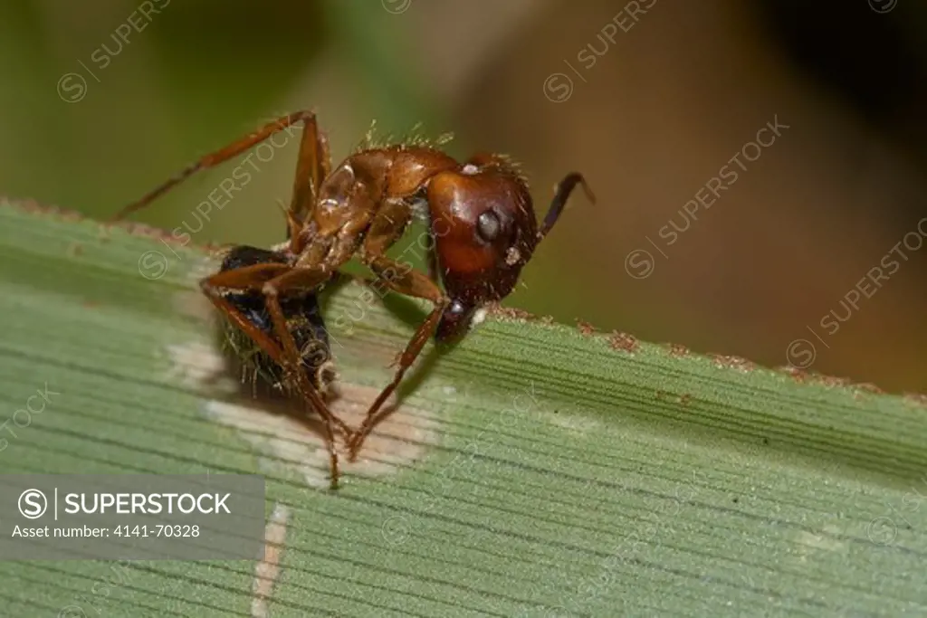ANT infected by fungus (the fungus takes over the brain of the ant and cahnges the ants behaviour 'instructing' it to grip onto the plant etc Florida Florida