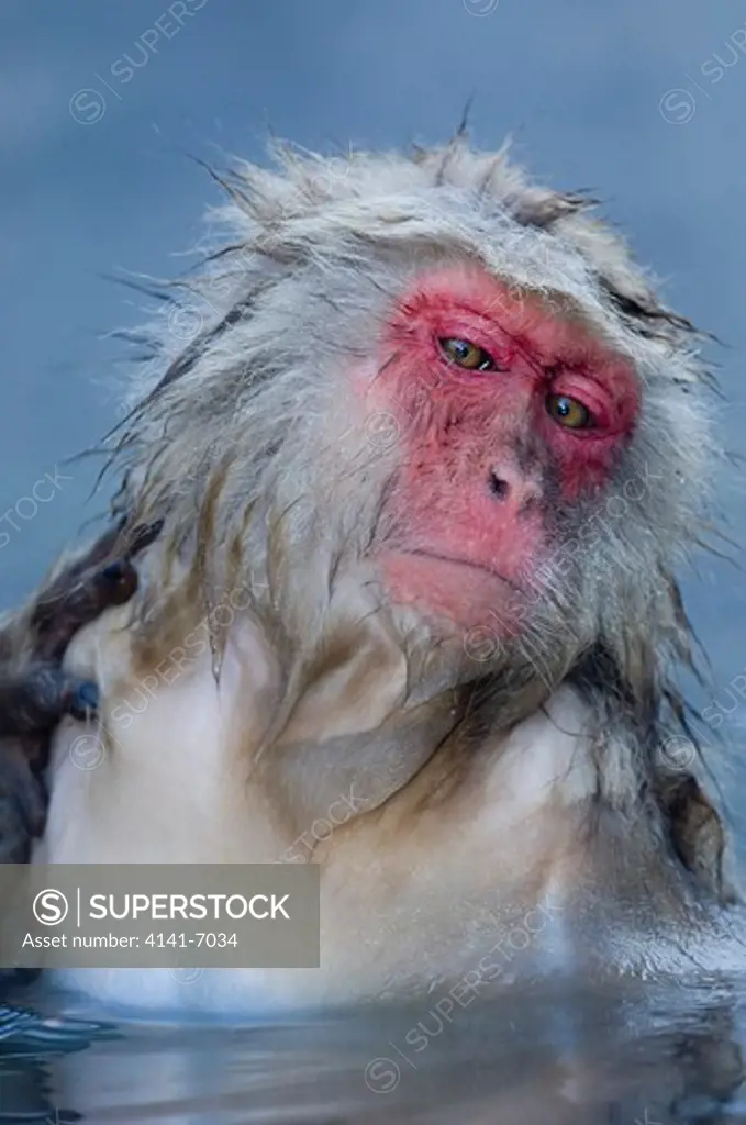 japanese macaque or snow monkey macaca fuscata in hot spring japan