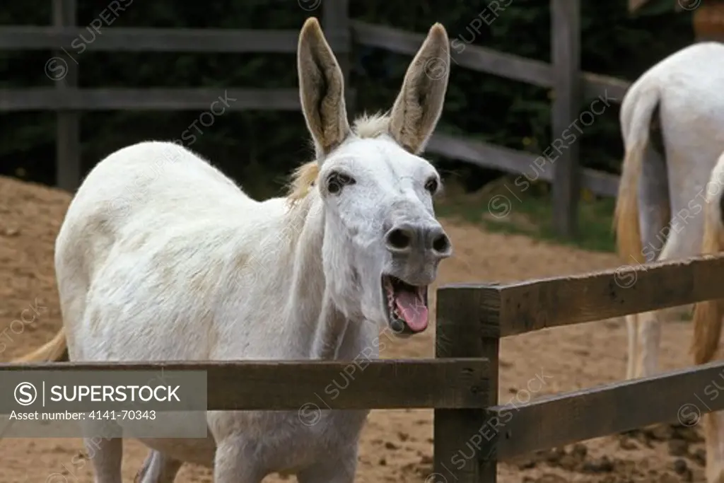 Egyptian White Donkey Braying, Calling