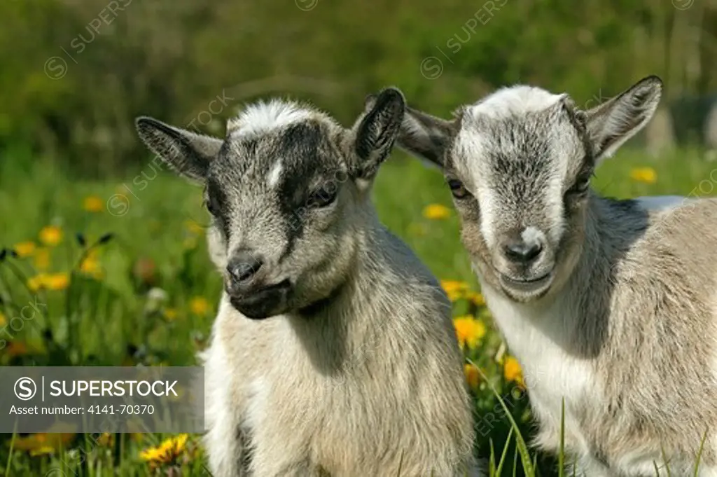 Pygmy Goat or Dwarf Goat, capra hircus, 3 Months Old Baby Goat