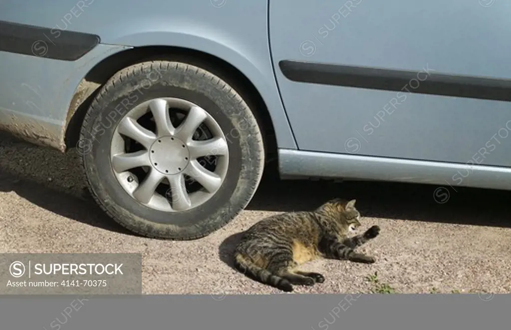 Cat laying down near Car
