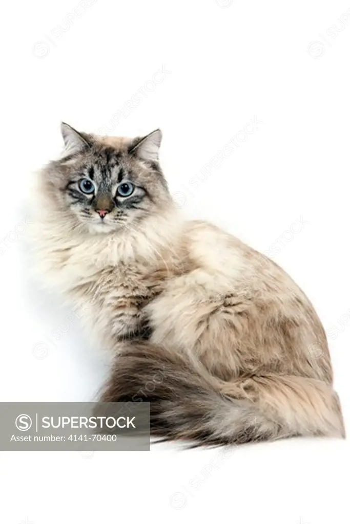 Seal Tabby Point Neva Masquerade Siberian Domestic Cat, Male sitting against White Background