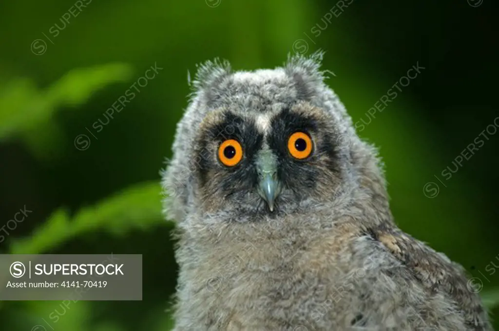 Long-eared Owl, asio otus, Portrait of Chick, Normandy