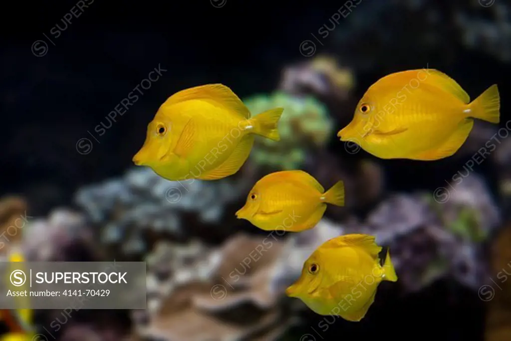 Yellow Tang Fish, zebrasoma flavescens