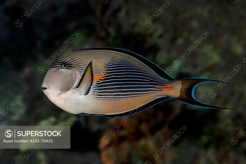 Sohal Tang or Sohal Surgeonfish, acanthurus sohal, Adult