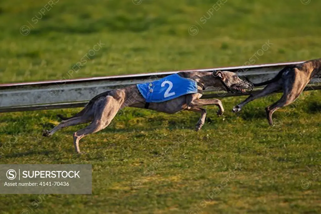 Greyhound Dog running, Racing at Track
