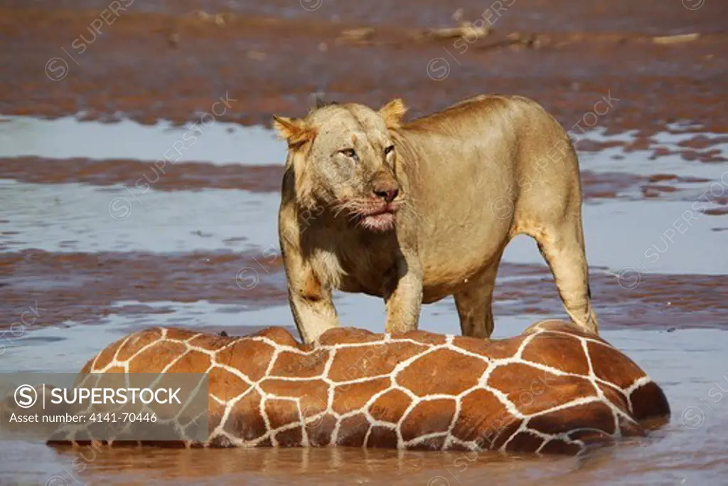 African Lion, panthera leo, Young Male  Eating Reticulated Giraffe Stuck and Drown in River, Samburu Park in Kenya