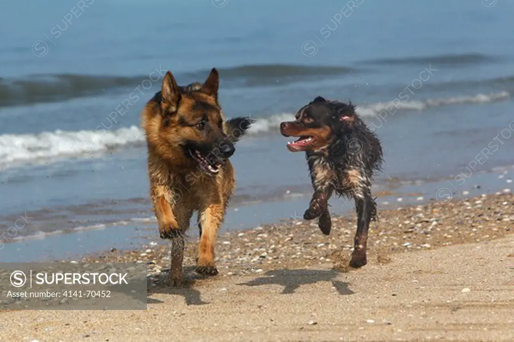 German Shepherd, Male playing with Brittany Spaniel, beach in Normandy