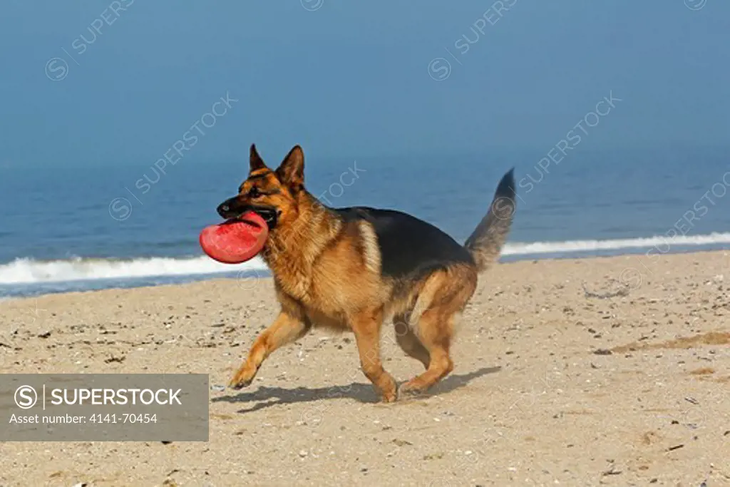 German Shepherd, Male catching frisbee, beach in Normandy