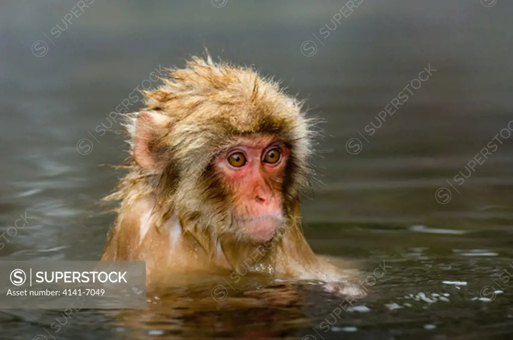 japanese macaque or snow monkey macaca fuscata young in hot spring japan
