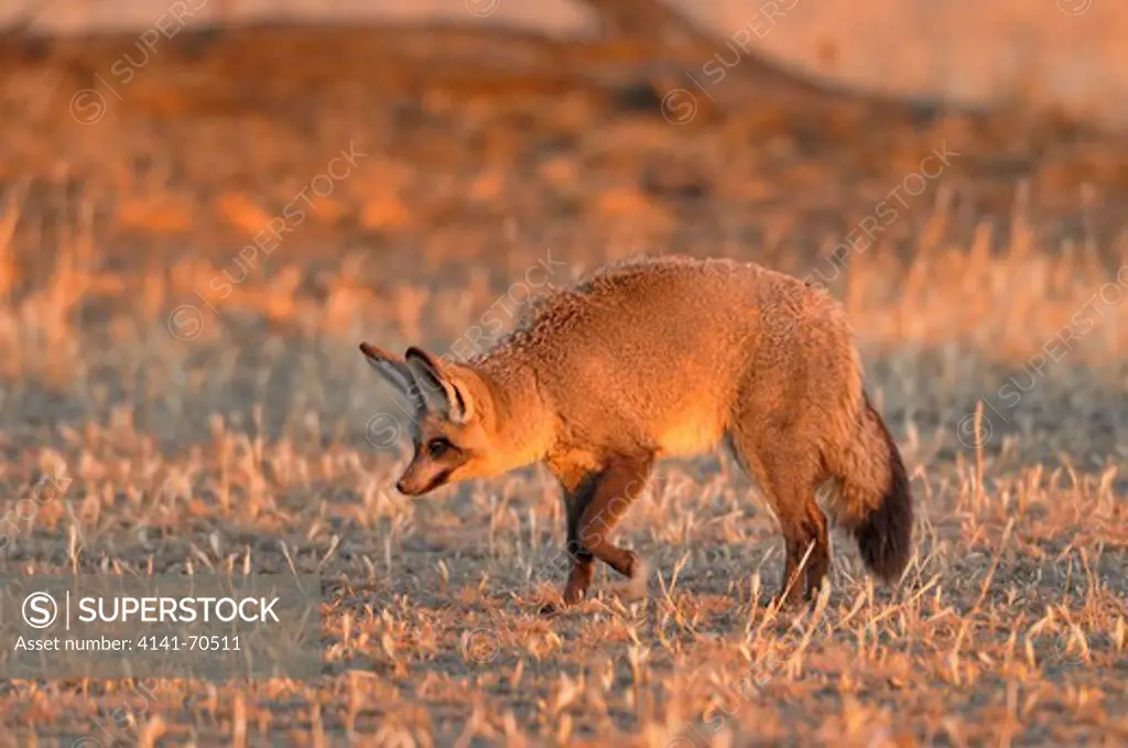 Bat-eared Fox Otocyon megalotis Listening and searching for termites Photographed in Kgalagadi National Park,  South Africa