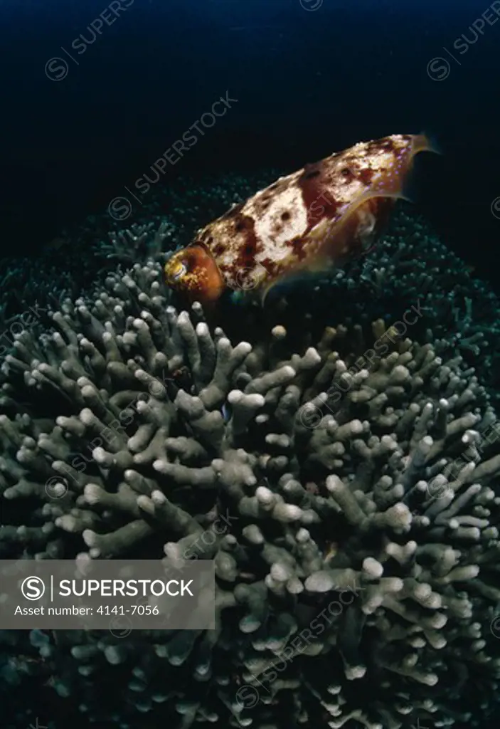 broadclub cuttlefish spawning sepia latimanus kerama islands, okinawa, japan.