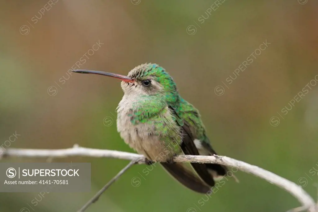 Costa's Hummingbird female (Calypte costae)