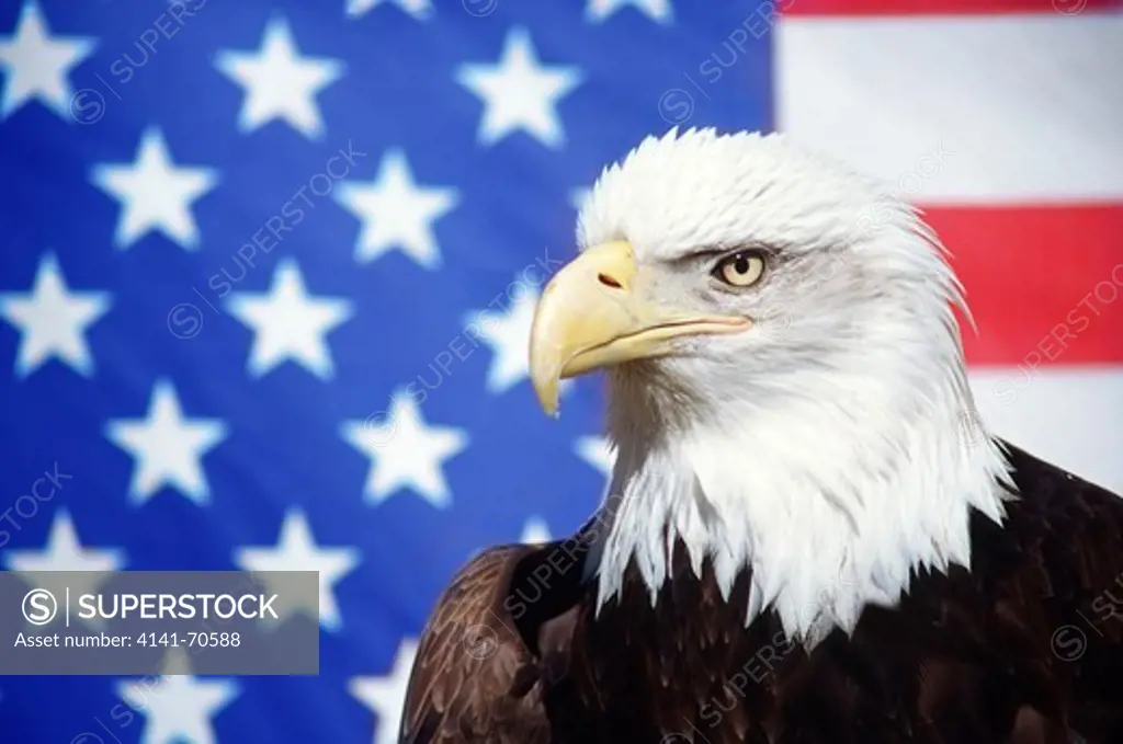 Bald Eagle and american flag (Haliaeetus leucocephalus)
