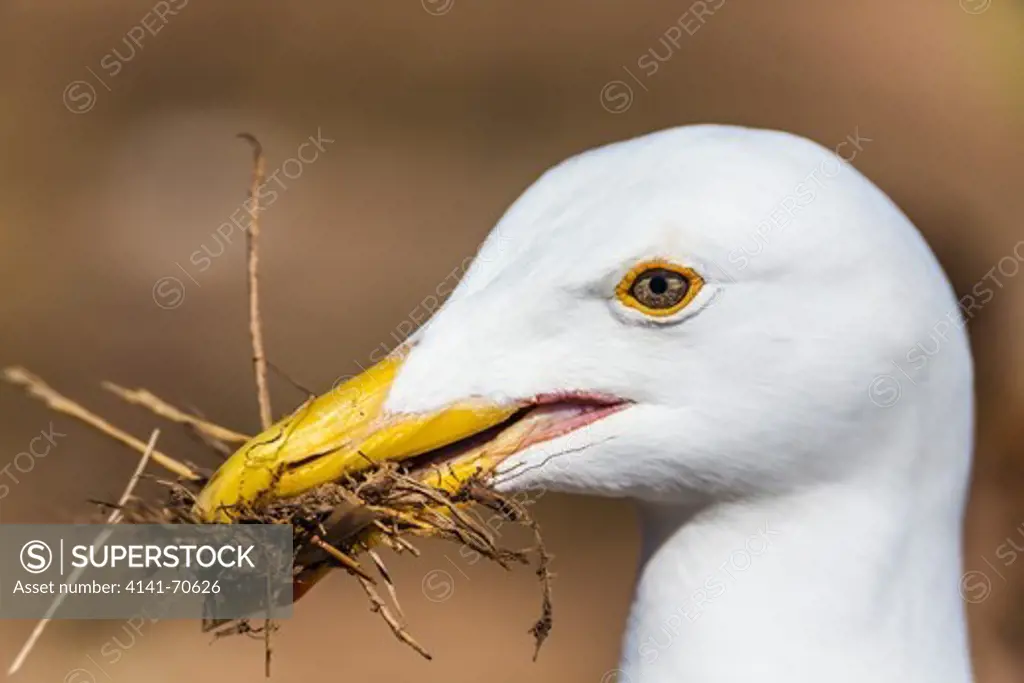 Western Gull (Larus occidentalis), part of the largest breeding colony of Western Gulls on Earth, picking up nesting materials as part of a mating display (it later set them down, and not as part of a nest), on East Anacapa Island, Channel Islands National Park, Callifornia, USA