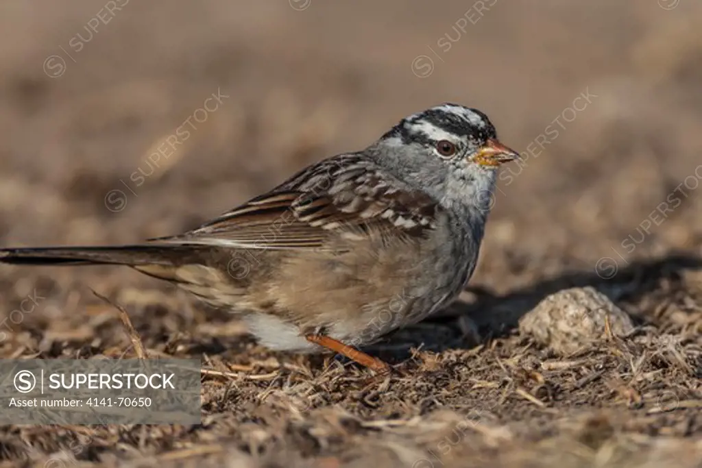 White-crowned Sparrow (Zonotrichia leucophrys) eating seeds on the ground of  East Anacapa Island in Channel Islands National Park, California, USA