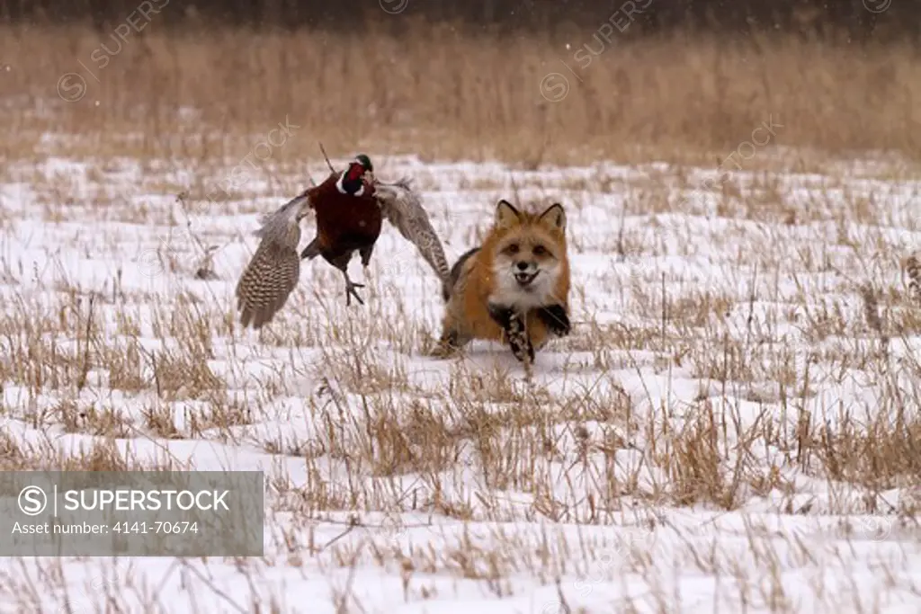 Red Fox, Vulpes vulpes hunting pheasant