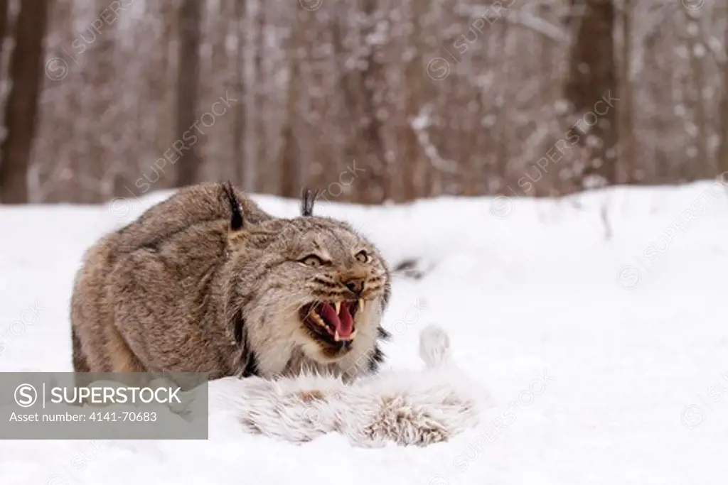 Canada Lynx, Lynx canadansis in snow, with Snowshoe Hare