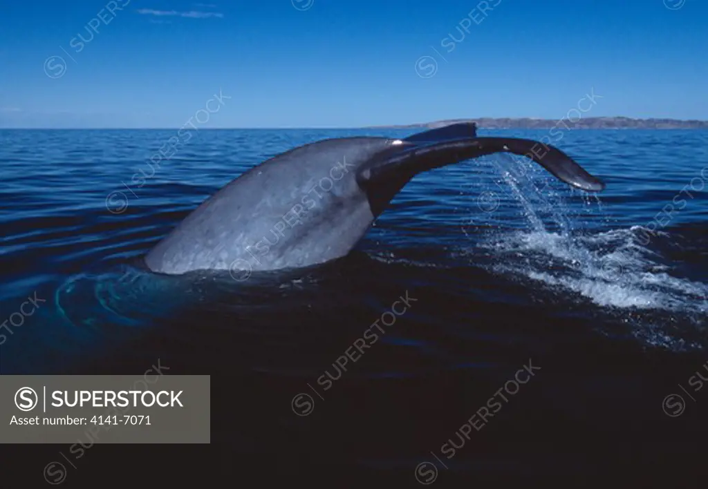 blue whale tail fluke balaenoptera musculus loreto, baja california sur, mexico. (endangered)