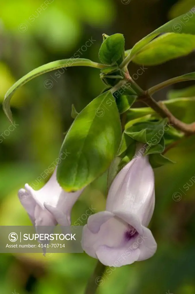 Drymonia conchocalyx, Gesneriaceae