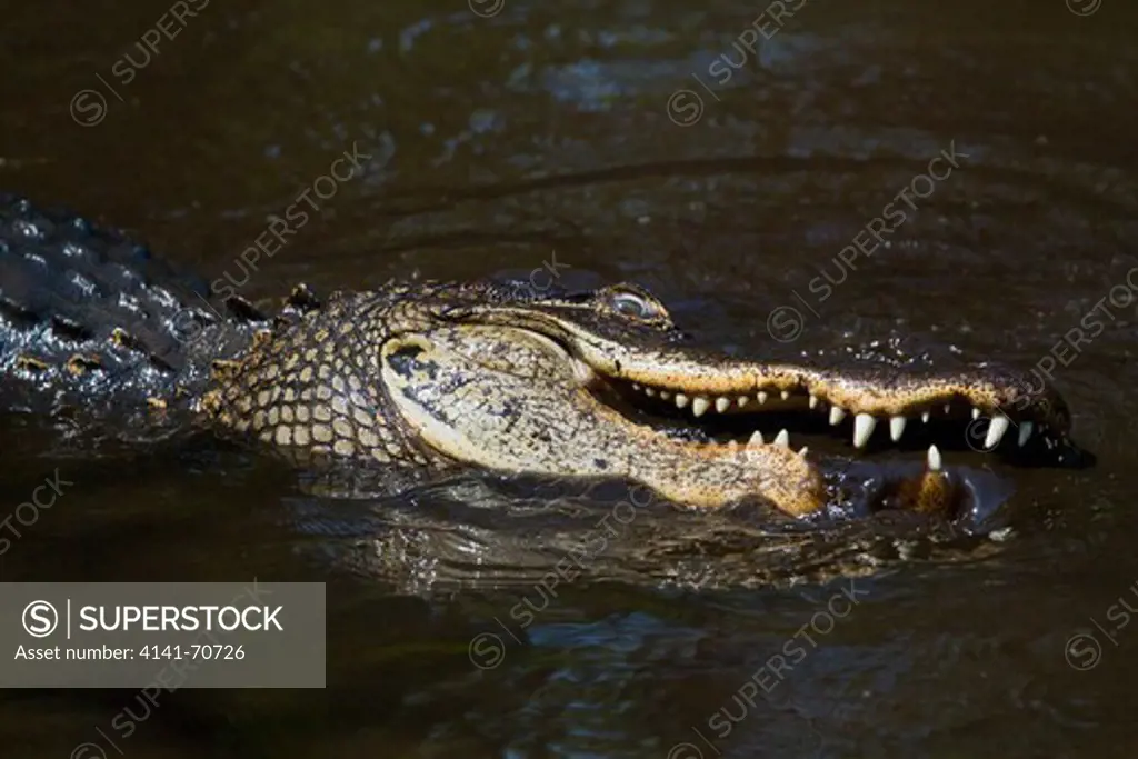 AMERICAN ALLIGATOR (Alligator mississippiensis) feeding on fish in small pool, Corkscrew Swamp Audubon Sanctuary, nr. Naples, Florida, USA. March