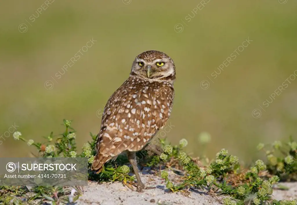 BURROWING OWL (Athene cunicularia) Cape Coral, Fort myers, Florida, USA. May