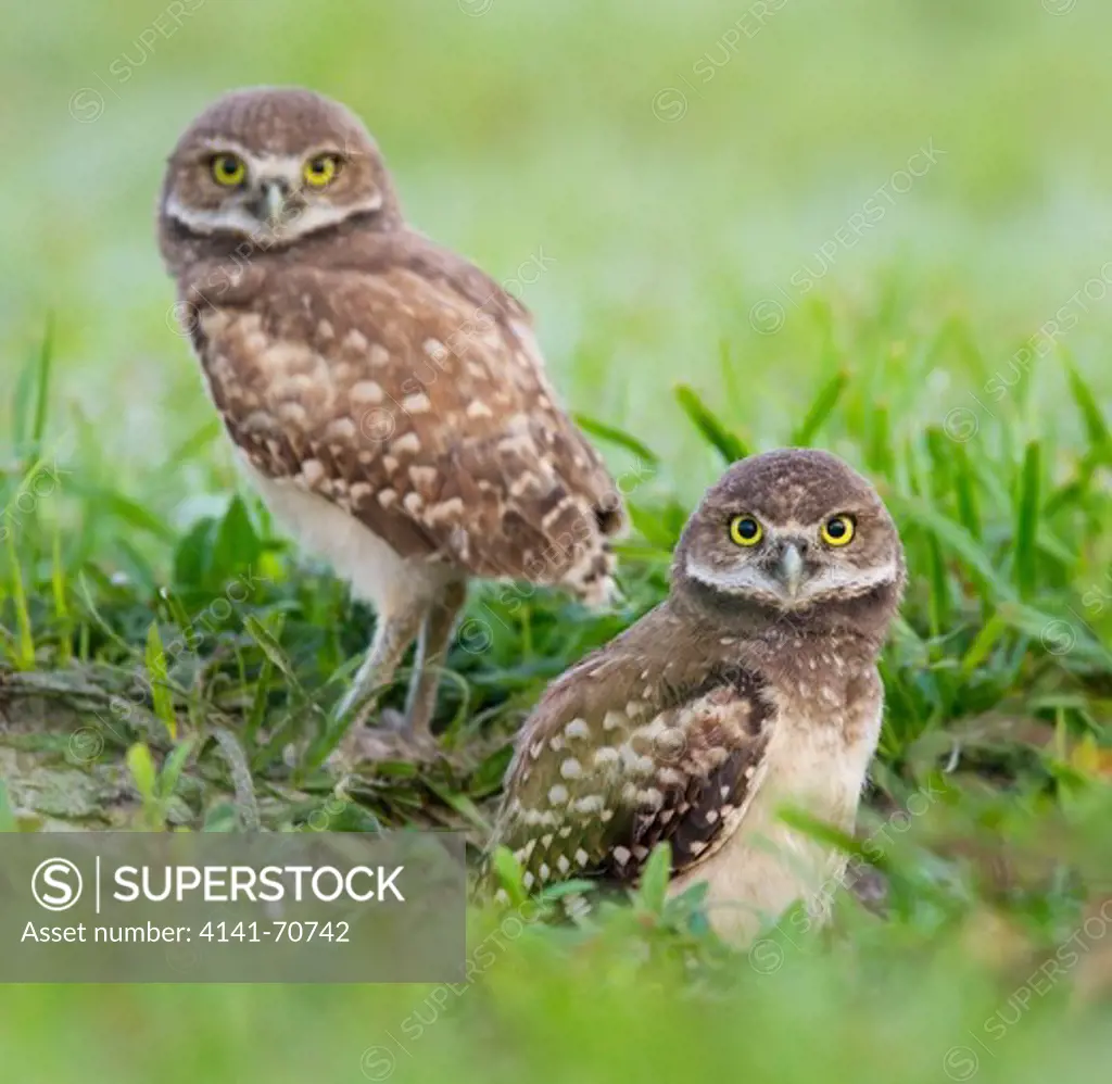 BURROWING OWL (Athene cunicularia) two young outside burrow, Cape Coral, Florida, USA.