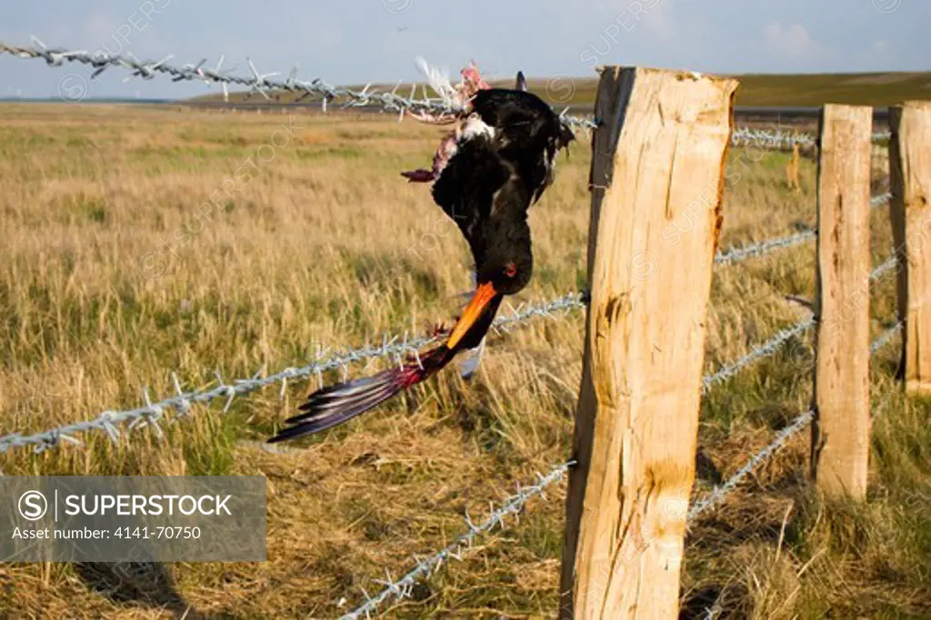 Dead Eurasian Oystercatcher (Haematopus ostralegus) after colliding with a barbed wire fence on Fšhr island, Germany