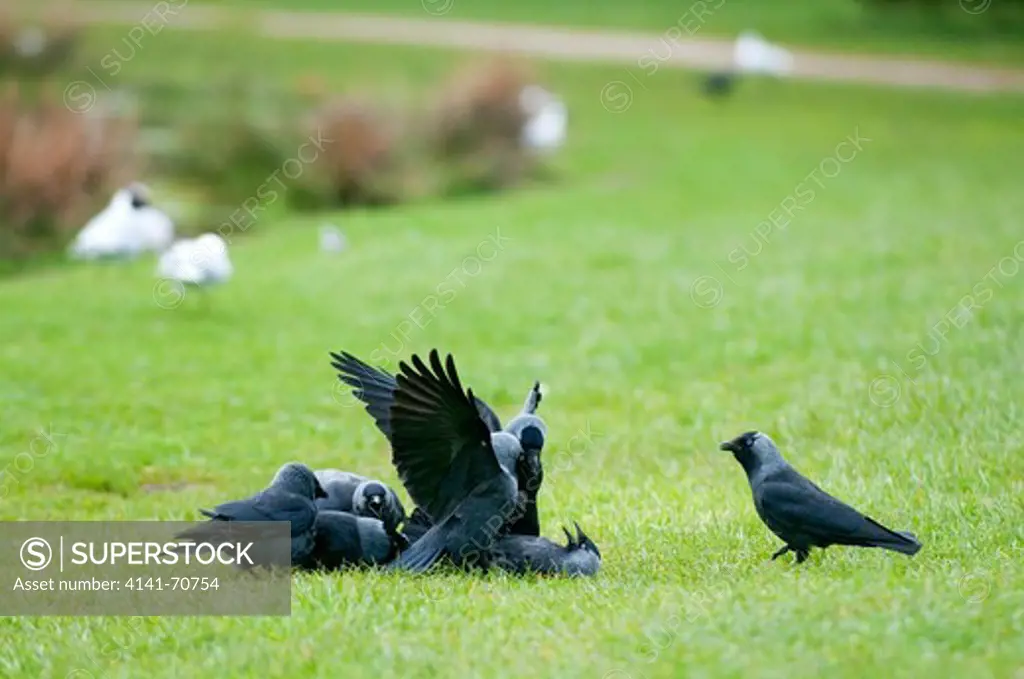 Group of Eurasian Jackdaws (Corvus monedula) harassing a single individual on Fšhr island, Germany