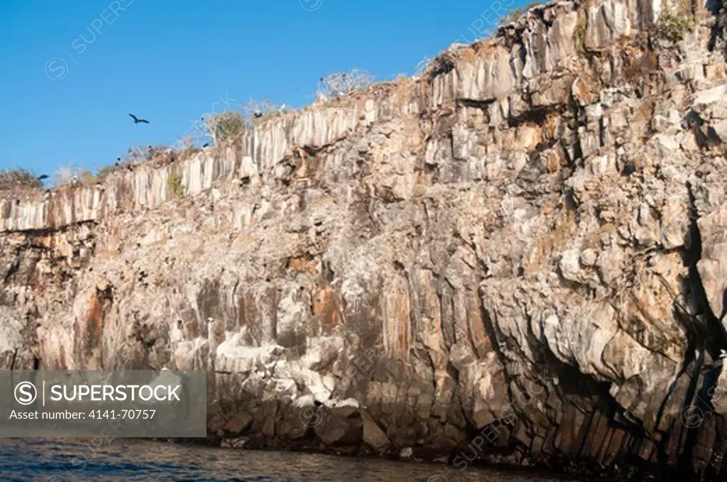 Cliffs of Genovesa island, Galpagos with Frigatebirds and Boobies sitting atop