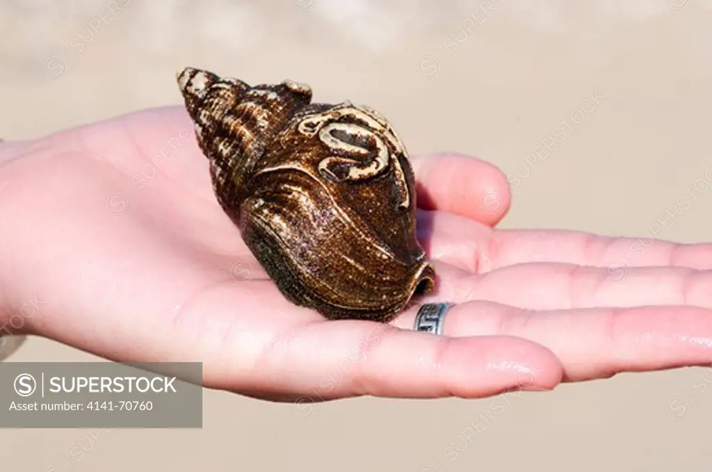 Shell of a Common Whelk (Buccinum undatum) on a girl's hand on Fšhr, Germany