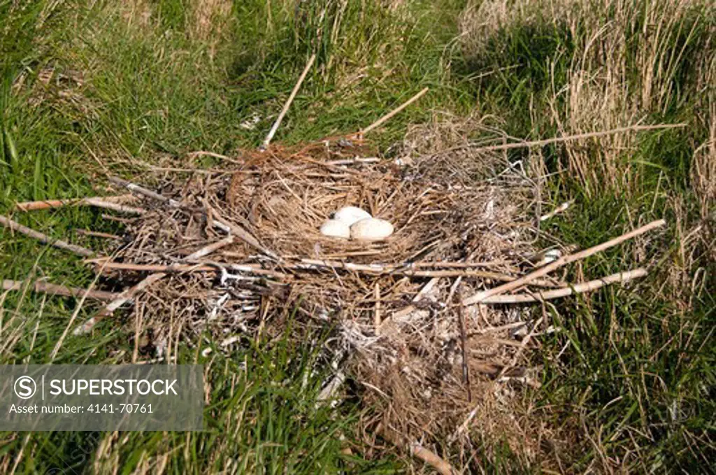Eurasian Spoonbill (Platalea leucorodia) nest, Fšhr, Germany