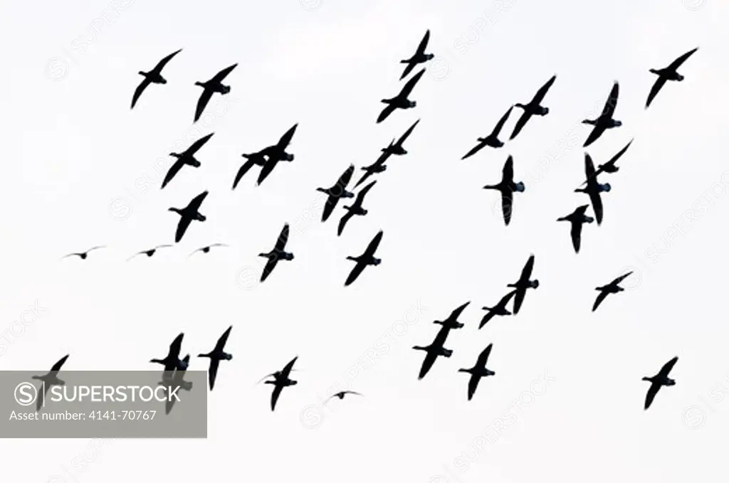 A flock of Dark-bellied Brent Geese (Branta bernicla bernicla) flying of Fšhr island, Germany in May