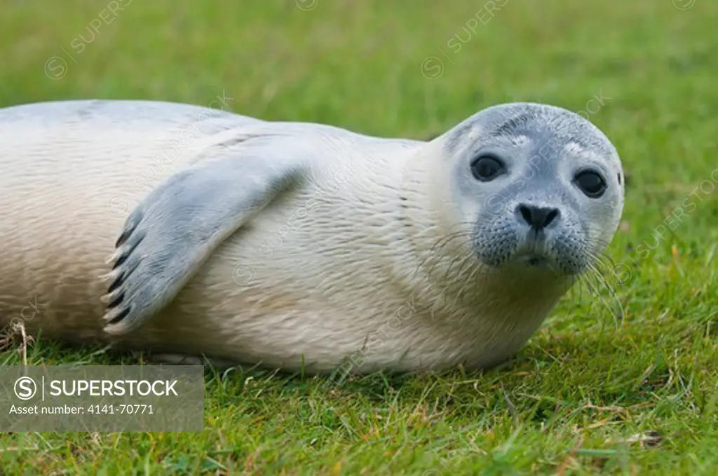 Pup of Common Seal (Phoca vitulina) on Fšhr island, Germany