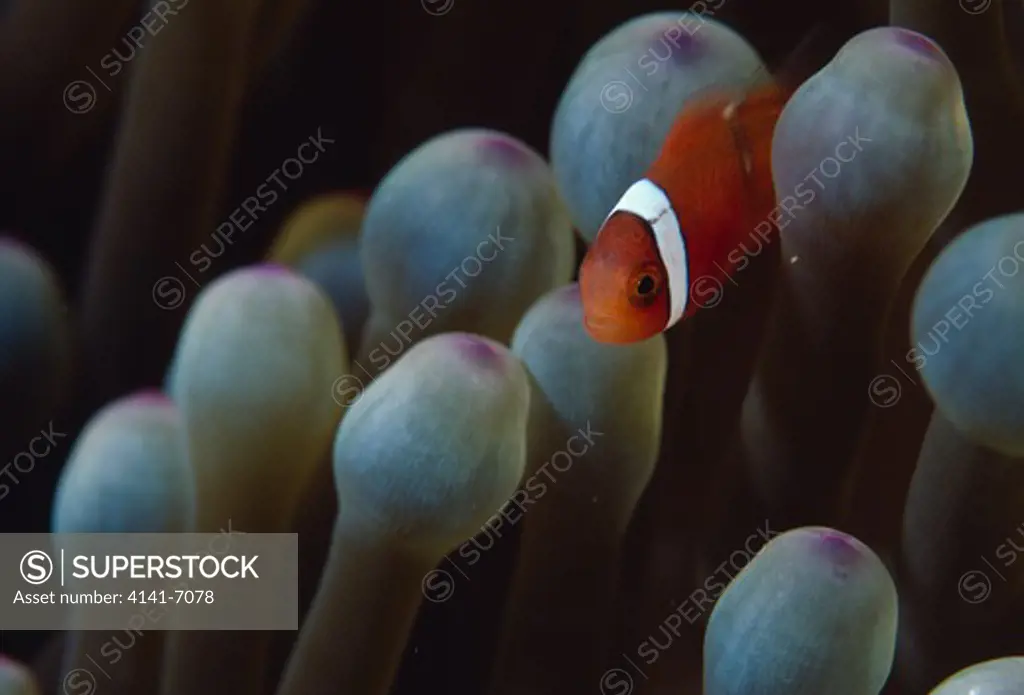 tomato clownfish amphiprion frenatus miyako island, okinawa, japan.