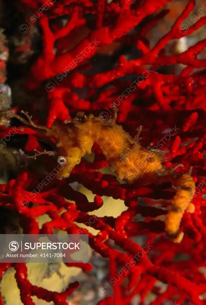 crowned seahorse searching for food hippocampus coronatus izu-oshima,tokyo, japan. 