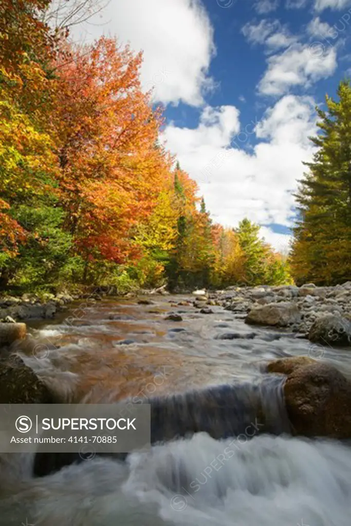 Gale River Forest - Autumn foliage along the Gale River in the White Mountain, New Hampshire USA