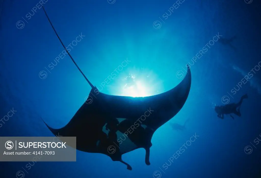 manta ray with divers manta birostris la paz, baja california sur, mexico.