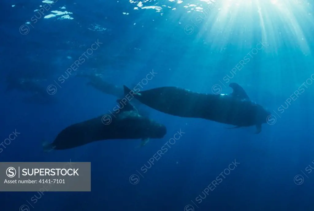 short-fined pilot whales globicephala macrorhynchus la paz, baja california sur, mexico.