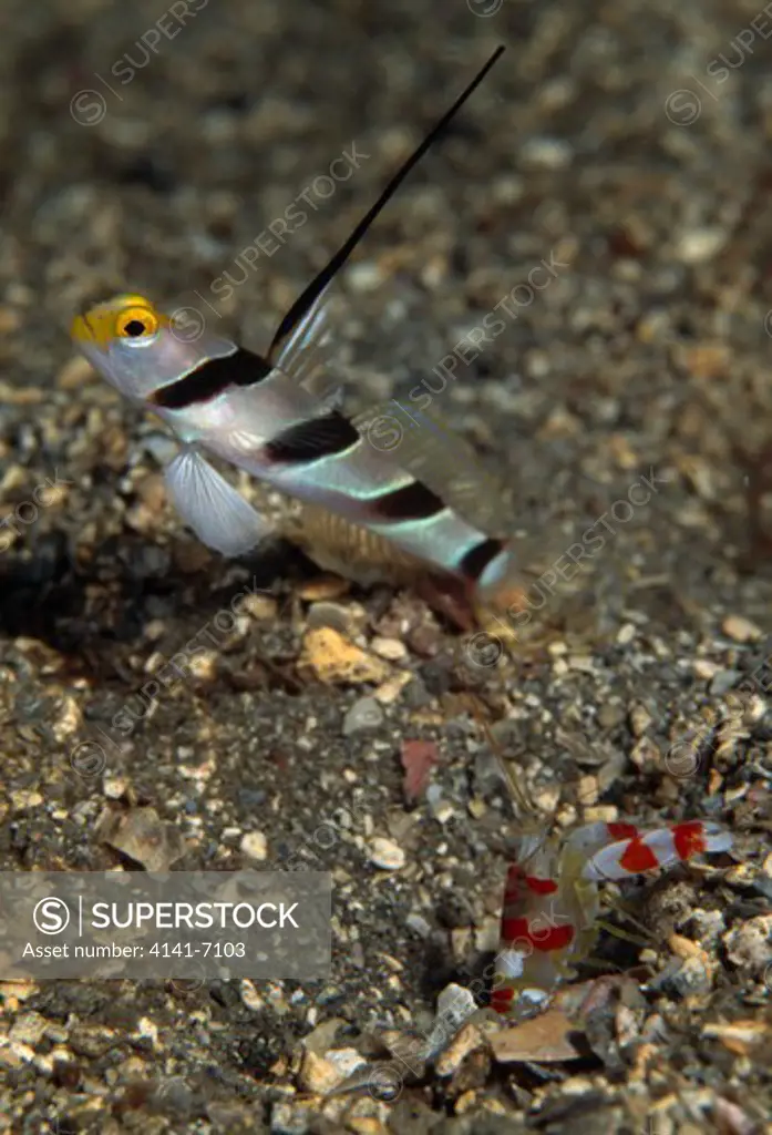 black-ray shrimpgoby stonogobiops nematodes with symbiotic partner alpheus randalli kawana, shizuoka, japan.