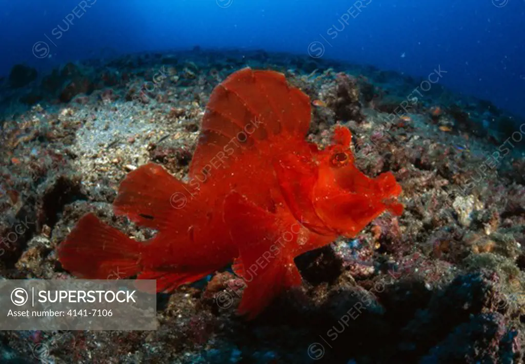 weedy scorpionfish rhinopias frondosa kungkungan bay, indonesia.