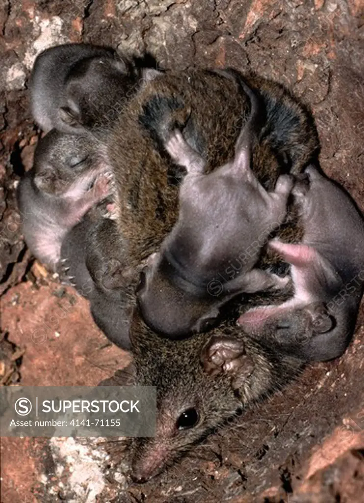 Brown Antechinus (Antechinus stuartii), Fam. Dasyuridae, Marsupialia, Female carries young on her back when they have outgrown her shallow pouch, Captive animal, Universityu of New England, New South Wales, Australia