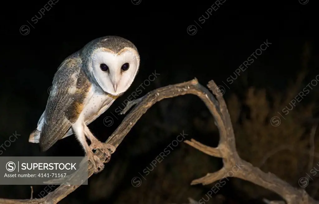 Barn Owl (Tyto alba), Fam. Tytonidae, Mulyangarie Station, South Australia, Australia