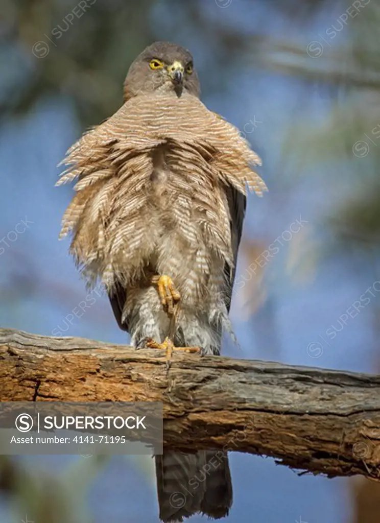 Collared Sparrowhawk (Accipiter cirrhocephalus), Fam. Accipitridae, Female, Mulyangarie Station, South Australia, Australia